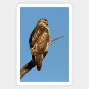 Red-tailed Hawk - juvenile Sticker